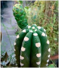 Image result for Litanthus pusillus