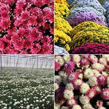 Chrysanthemum Farming In Polyhouse For Maximum Profits Agri Farming