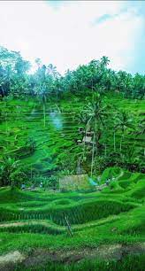 Free Wallpaper Indonesia