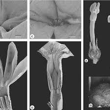 Image result for Kohautia ramosissima