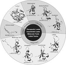 Southern black widow spider (latrodectus mactans). Phoneutria Nigriventer An Overview Sciencedirect Topics