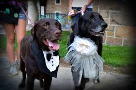 Dogs Dressed Up For Wedding Tux Bride Chocolate Lab Black Lab Wedding Tux Dog Dresses Dogs