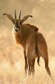 The Roan Antelope Is One Of Africa S Largest Bovids Only Exceeded In Size By The African Buffalo And Eland I Africa Wildlife African Wildlife African Animals