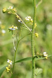 Image result for Crambe hispanica