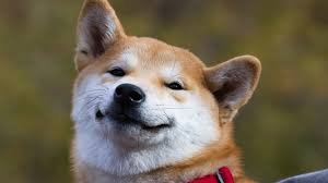 A japanese name is unique and recognizes the breed's rich, storied history. Can T Keep A Good Dog Down Meme Token Dogecoin Spiked Over 500 This Year Altcoins Bitcoin News