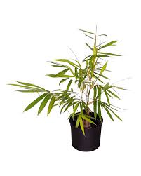 Image result for Bambusa vulgaris