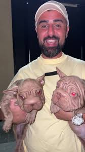 Big rope velvel french bulldogs are here @ Foufou Puppies Dubai 🇦🇪