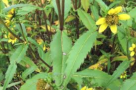 Image result for foto Dvouzubec