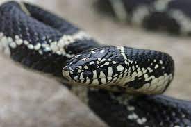 Close Up Of An Eastern Kingsnake Lampropeltis G Getula Reptiles Snake Animals