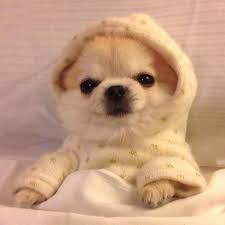 Image result for doggo pictures