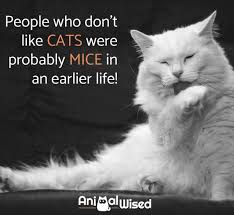 Amazon.com books has the world's largest selection of new and used titles to suit any reader's tastes. 65 Cute Quotes About Cats