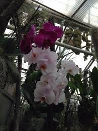 Botanischer Garten Linz 2020 All You Need To Know Before You Go With Photos Tripadvisor