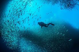 Competitive underwater diving sports include spearfishing and underwater hockey, sometimes called. Scuba Diving Tips 11 Things That Will Make You A Pro