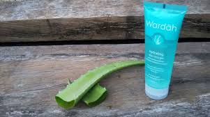 Tumbuhan aloe vera mempunyai sebatian seperti mannans, polysaccharides, lectins, dan anthraquinones yang sangat bermanfaat untuk kesihatan manusia. Ini Nih 5 Ciri Cowok Yang Protektif Ke Kulitnya Jangan Cuma Ke Kamu Saja Ya