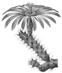 Image result for Phyllanthus caespitosus
