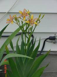 Image result for Pardancanda norrisii