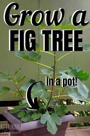 Fig trees grown in containers need to be fertilized with a high nitrogen fertilizer every four weeks in the spring and early summer. Growing Fig Trees In Containers For A Small Space Fruit Harvest