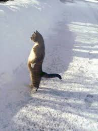 Look at this photograph meme template. Cat Standing In The Snow Meming Wiki