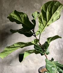 Examine the leaves and look for any small spider webs. Ultimate Guide To The Fiddle Leaf Fig Tree Petal Republic