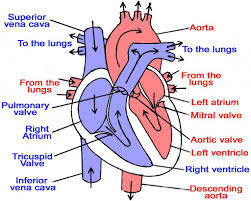 Blood flows out of the heart, first through the aorta, then through arteries, which branch out and get smaller and smaller as they go into the tissues. Simple Diagram Of Heart Blood Flow Novocom Top