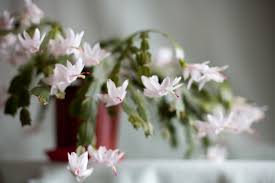 A little sunshine made this pink even brighter. 15 Plants That Bloom Indoors In Winter Homestead Brooklyn