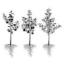 Check out the list below to determine the varieties that will work well in your climate. Fruit Tree Vector Images Over 40 000