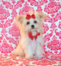 We did not find results for: Tiny Teacup Maltipoo Princess 1 10 Lb At 19 Weeks Absolutely Adorable Sold Moving To Michigan Puppies For Sale