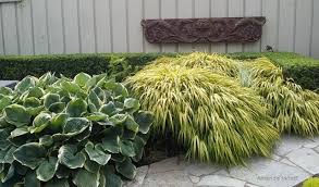 Image result for hakonechloa macra nicolas
