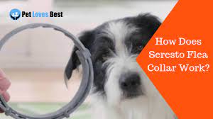 Check spelling or type a new query. How Does Seresto Flea Collar Work What Are Its Active Ingredients Pet Loves Best