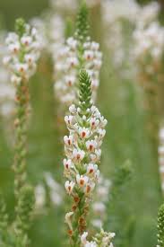 Image result for Hebenstretia