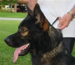 Pure Ddr Stud Gsd German Shepherd Stud Dogs Black Sable German Shepherd Sable German Shepherd German Shepherd