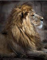 Majestic Lion What A Handsome Profile Scary Animals Wild Cats Feline