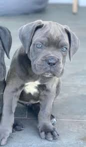 Maybe you would like to learn more about one of these? Reikie Purebred Healthy Cane Corso Puppy For Sale Newdoggy Com