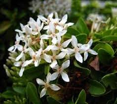 Image result for Ixora nana