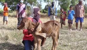 They ejected the fulani leader of igangan, salihu abdukadir. Sunday Igboho Finally Igangan Residents Present Evidence Of N50m Ransom Paid To Fulani Herders Wisdomclass Org