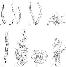 But it is easier to specify the Staminate Inflorescences With In Situ Pollen From Eocene Baltic Amber Reveal High Diversity In Fagaceae Oak Family