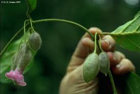 Image result for Pseudocalyx saccatus