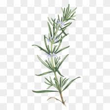 Yesterday we did a beak book about rosemary and the gutsy gnomes. Rosemary And The Four Gutsy Gnomes Characters Hd Png Download 900x1274 337708 Pngfind