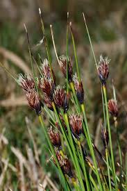 Image result for Schoenus