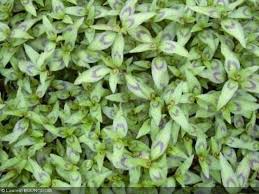 Basilic Chinois Rau Ram Coriandre Vietnamienne Persicaria Odorata Herbes Aromatiques Plantes Aromatiques Basilic Citron