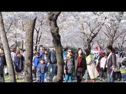 Musim bunga (mal., sin., bru.) atau musim semi (ind. Liburan Musim Semi Di Korea 2017 Youtube