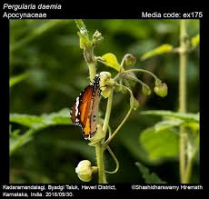 Image result for Pergularia daemia