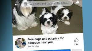 Take these dogs to reputable no kill rescue organization. Pet Scams On The Rise As More People Look For Pandemic Puppies Wftv