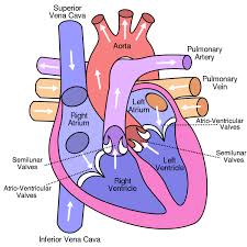 Label the blood vessel human bio may 18, 2021 post a comment label the blood vessel human bio. Ib Biology Notes 6 2 The Transport System