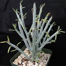 Image result for Senecio consanguineus