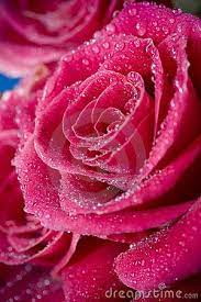 Beautiful Roses With Water Drops Close Up Beautiful Roses Beautiful Rose Flowers Rose Buds