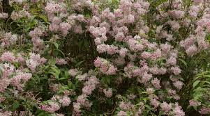 Image result for Deutzia x hybrida ′Mont Rose