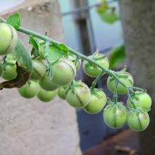 Image result for Solanum tettense