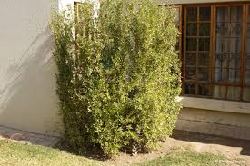 Image result for Freylinia