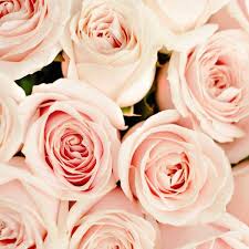 Roze Rozen Bestellen I Vandaag Besteld Morgen Thuis I Bloement Nl Boeket Rozen Rozen Boeket
